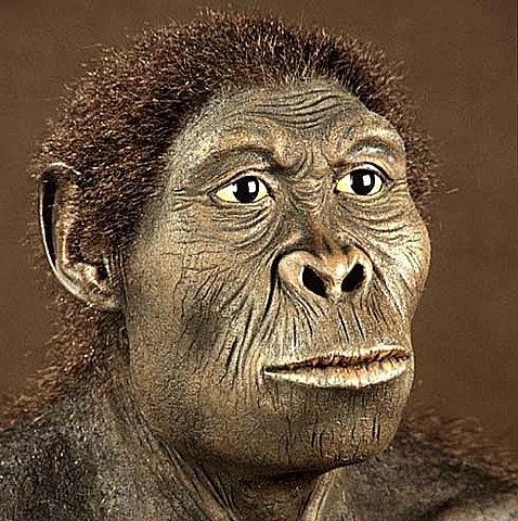 Homo Habilis.