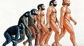 Timeline: Evolución Hóminidos