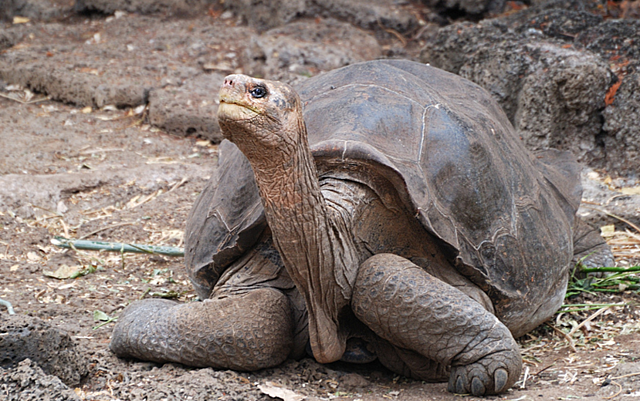 Tortuga gigante de la Isla Pinta