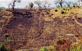 Creación de zonas de almacén de lluvia