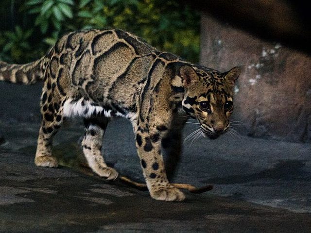 Pantera nebulosa de Formosa