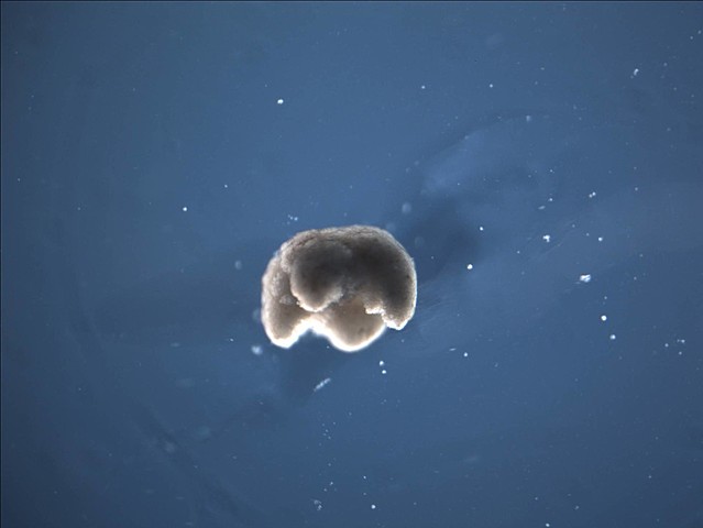 Computer-Designed Organisms