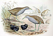 Polluela Laysanralle