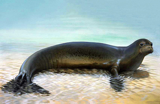 Foca monje del Caribe