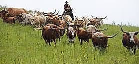 Cattle Drives