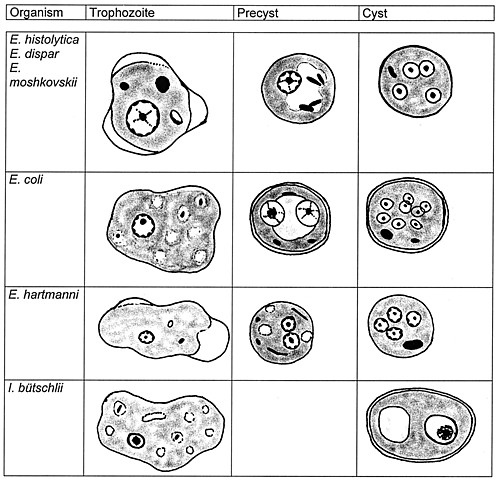 Notícia 01. Verdade ou Fake News?