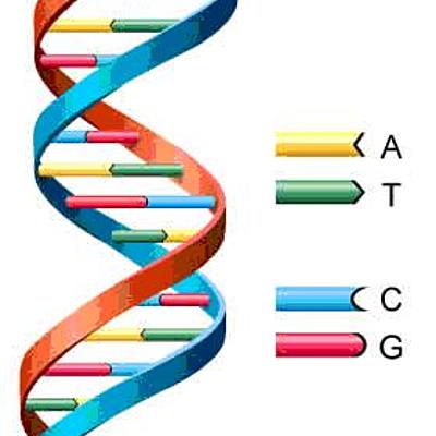 Timeline: Historia de ADN