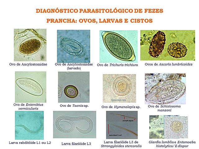 Notícia 03. Verdade ou Fake News?