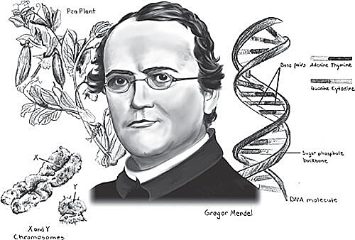 Gregor Mendel