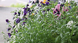 Timeline: natural resources Earth day