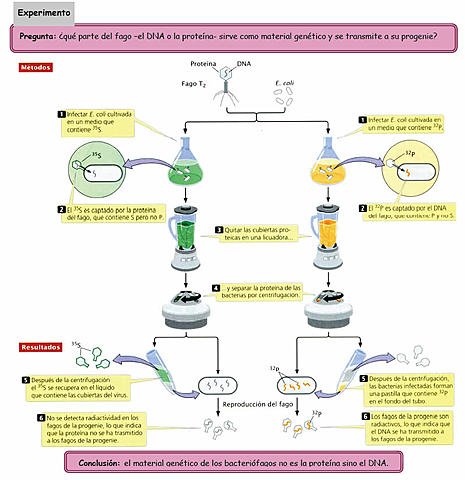 Alfred Hershey y Martha Chase