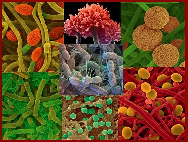 BACTERIOLOGIA: