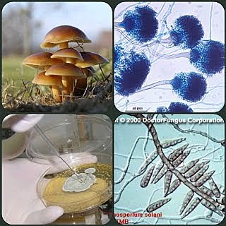MICOLOGIA Y PARASITOLOGIA