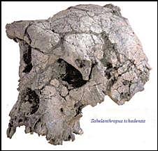 Sahelanthropus Thcadenis