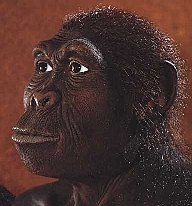 Homo Habilis