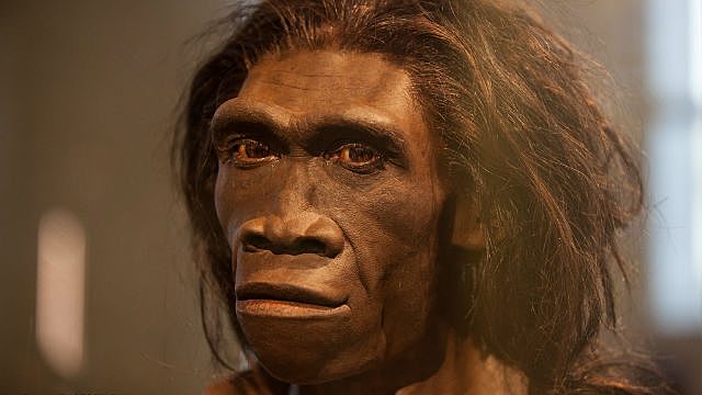 Homo erectus