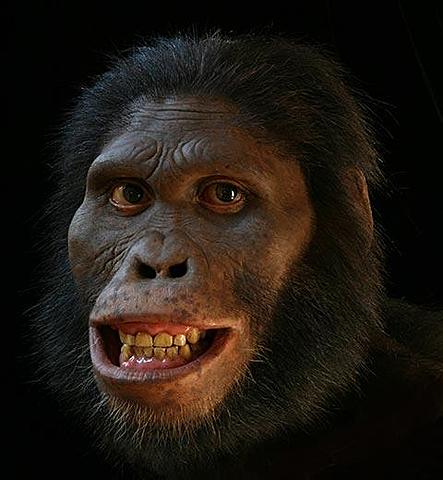 Australopithecus anamensis