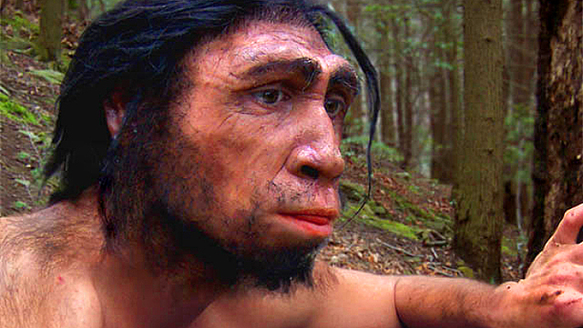 Homo erectus