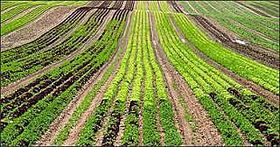 Diversidad de los cultivos puede desaparece al 75%