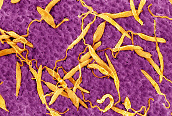 Notícia 07. Evolução, eis a questão!