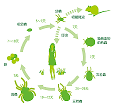 SALUD PÚBLICA EN EUROPA DEL NORTE