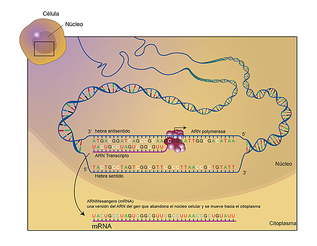 Francois Jacob y Jacques Monod