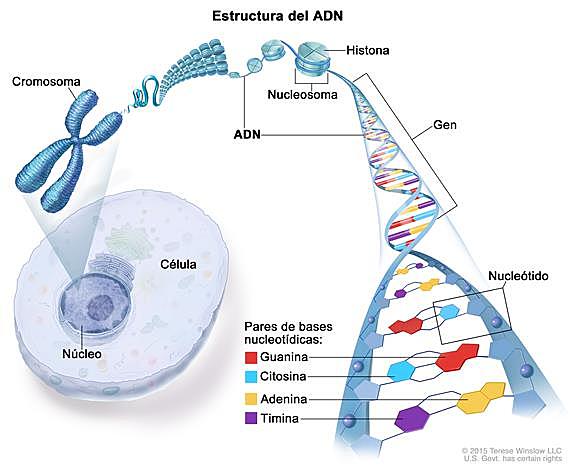 James Watson y Francis Crick