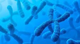 Timeline: Principales aportes a la Genética