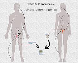Pangénesis