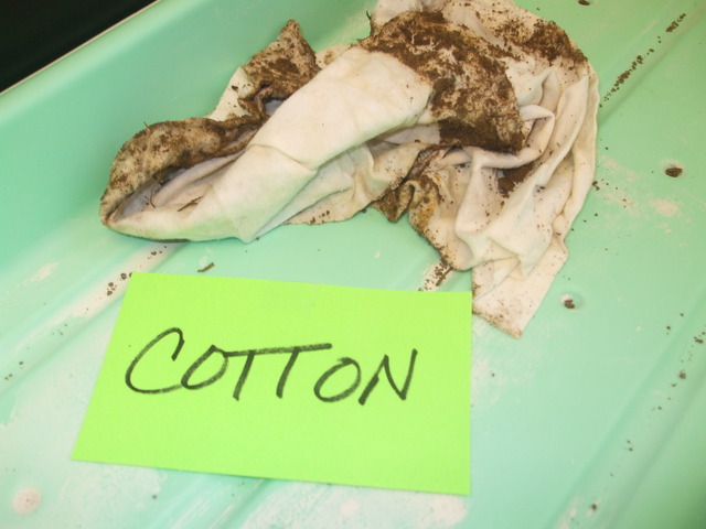 Cotton Conclusion