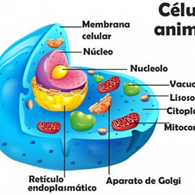 Timeline: LINEA DE TIEMPO DE LA TEORÍA CELULAR