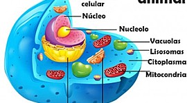 Timeline: LINEA DE TIEMPO DE LA TEORÍA CELULAR