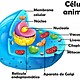 Celula animal 380x310