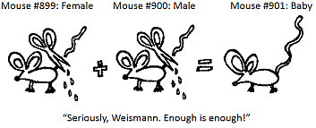 August Weismann y su Teoría plasmática-germinativa