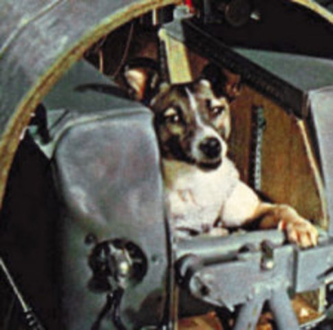 USSR launches Sputnik 2 which carried a small dog named Laika into orbit