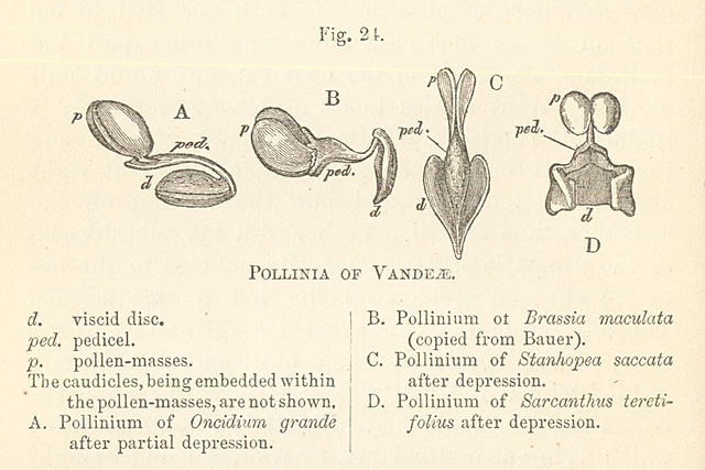Publication of "Fertilisation of Orchids"