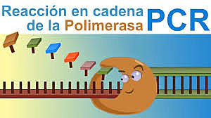 Reacción en cadena de la polimerasa
