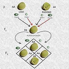 Factores Hereditarios / Mendel
