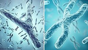Cromosomas sexuales / Nettie Stevens