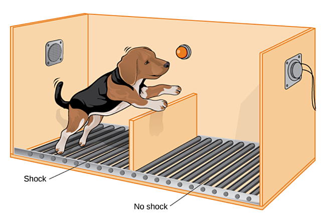 Teoría de la indefensión aprendida de Seligman