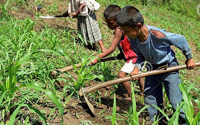 (begin) working in the fields when he (be) 7 years old to help his family