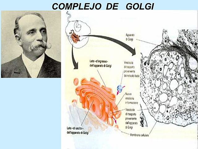 CAMILO GOLGI