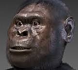 Segunda Evolucion AUSTRALOPITHECUS