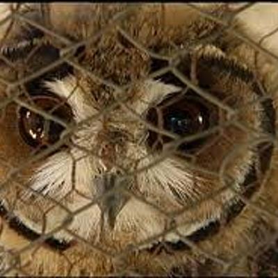 Timeline: Tráfico de aves silvestres