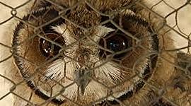 Timeline: Tráfico de aves silvestres