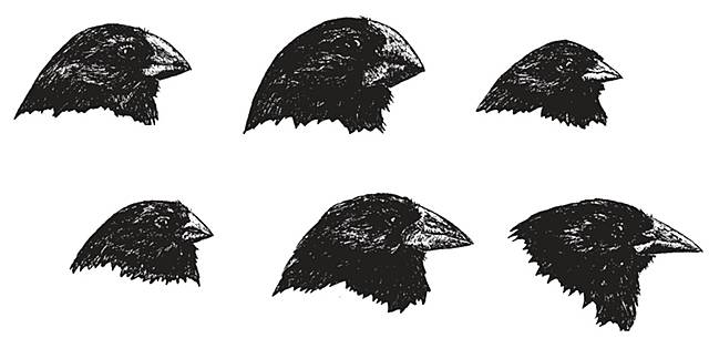 Charles Darwin la Transmutación de las especies