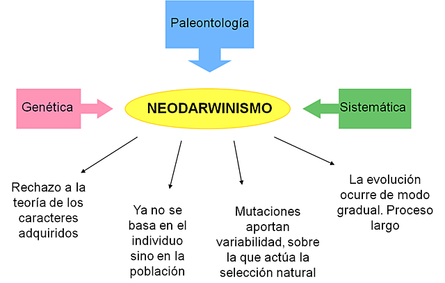 Teoría sintética o neodarwinismo 1915-1942