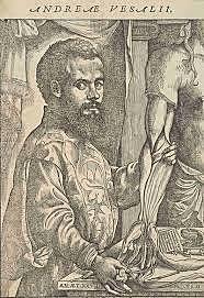 Vesalius i la anatomia del cos humà