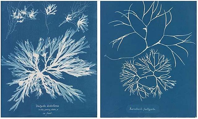 Anna Atkins Creates the First Photography Book