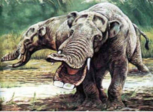 The first mammals